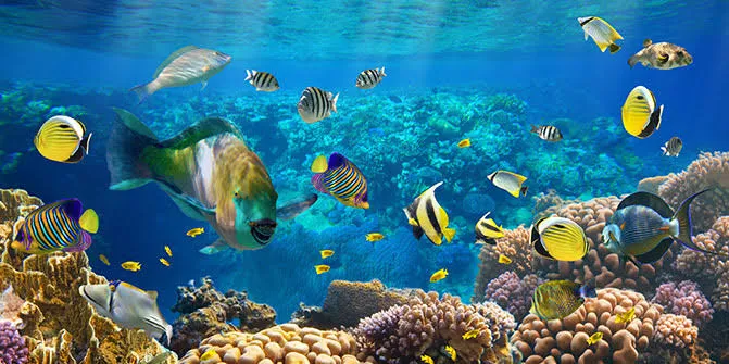 Kahire-İskenderiye-Sharm El Sheikh Turu